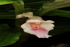 Boesenbergia pulcherrima